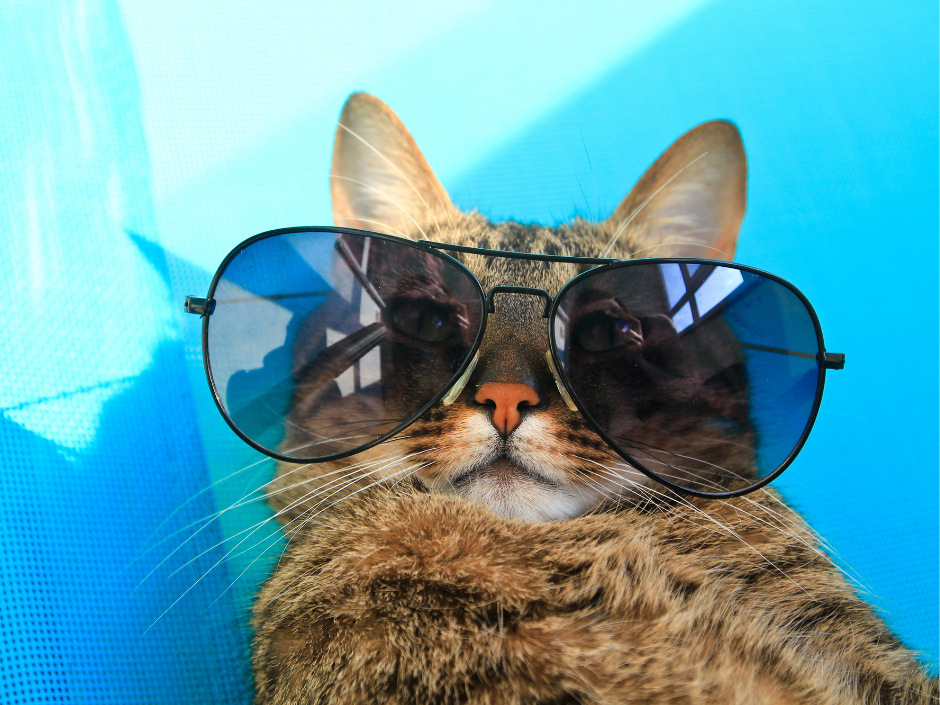 Grey striped cat wearing sunglasses.